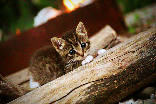 天翻地覆！印度队掀翻旧日王朝，光芒万丈！陈雨菲一舞定乾坤