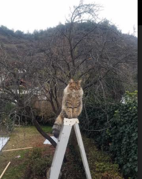 改写不可能，奥地利队逆袭葡萄牙与樊振东刷新纪录的双重震撼