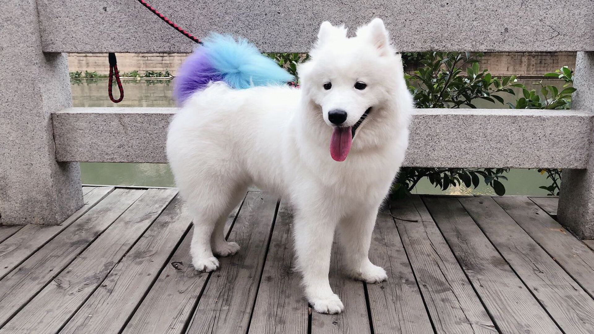 当CBA撞上NBA，锡安的节奏如何让魔术队变成了他的木偶戏？