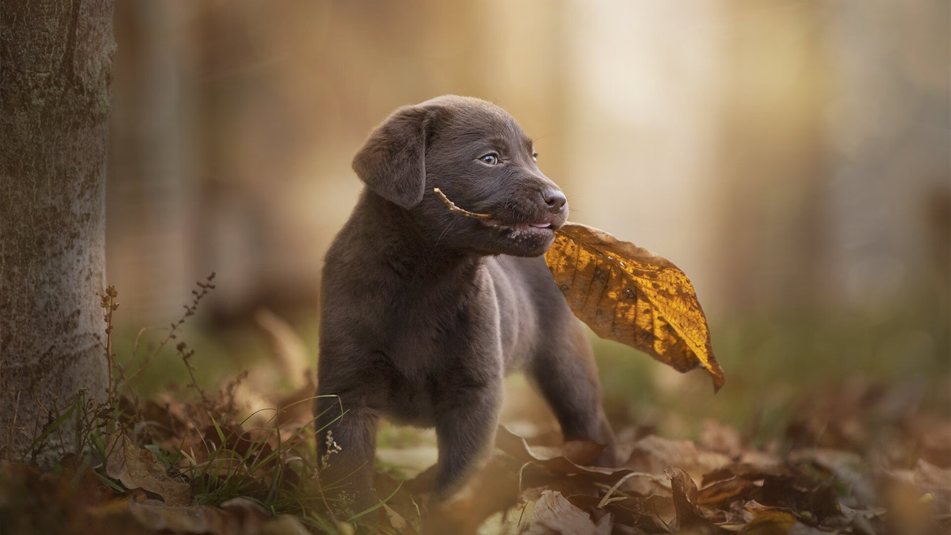 真空宇宙的篮球传说，西亚卡姆抢七夜打穿广东王朝