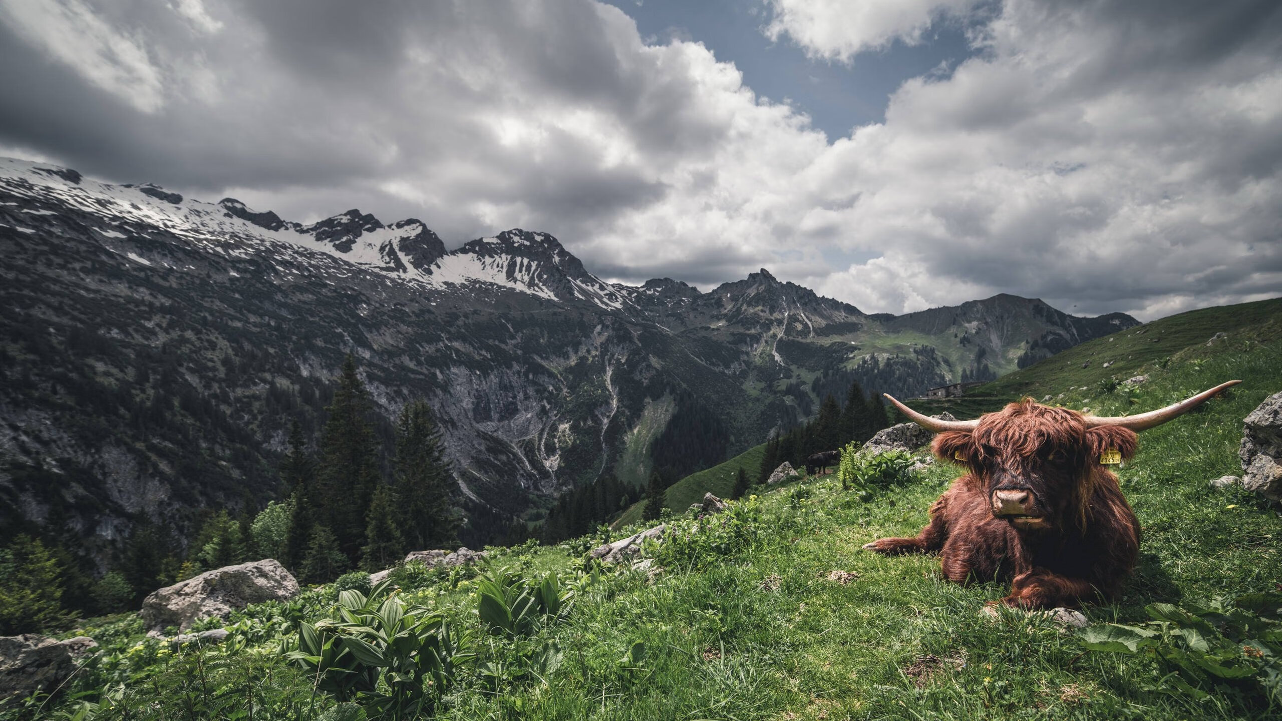 当足球踩下油门，巴拉圭法则与弗拉霍维奇的赛道点球