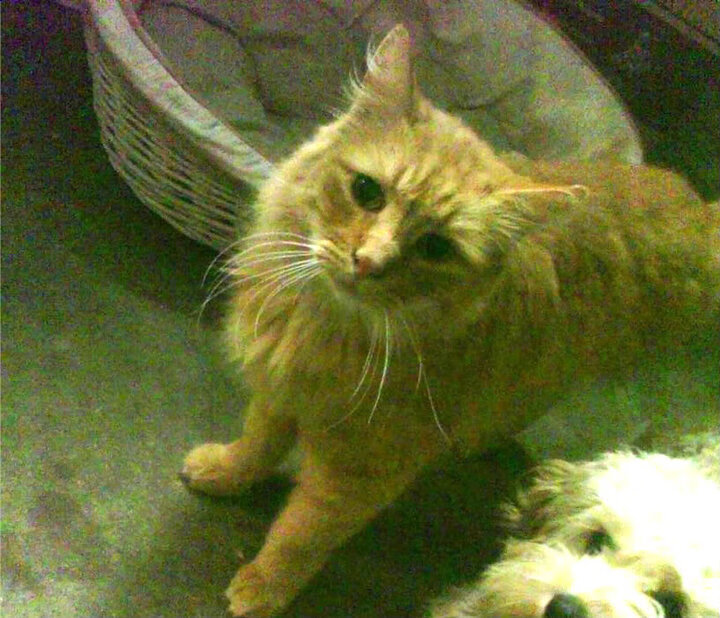 精密齿轮碾过钢铁洪流,保罗的指挥官之夜与步行者的系统胜利