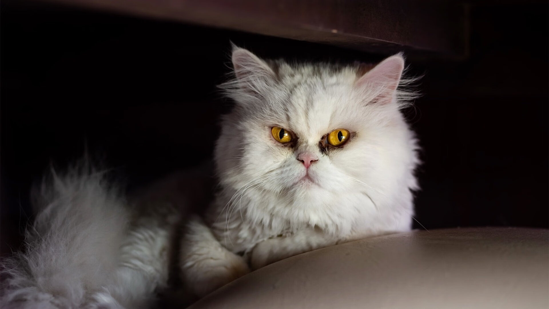 锋刃出鞘,卡拉斯科奥运前哨战独舞斩落高原雄鹰