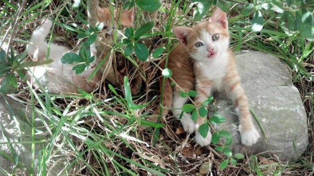唯一性之战,恩比德关键节点连续得分,老鹰完胜雄鹿彰显统治力