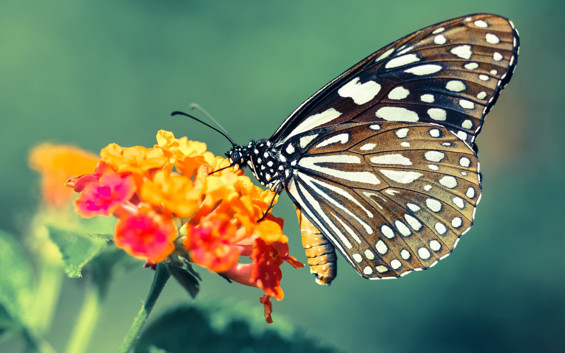 岁月交响曲,当詹姆斯导演紫金狂想,保罗奏响欧冠终章