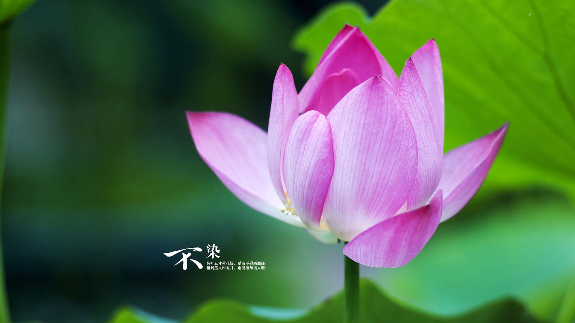 火力覆盖与钢铁穹顶,当骑士的暴雨倾盆遇上戈贝尔的天罗地网