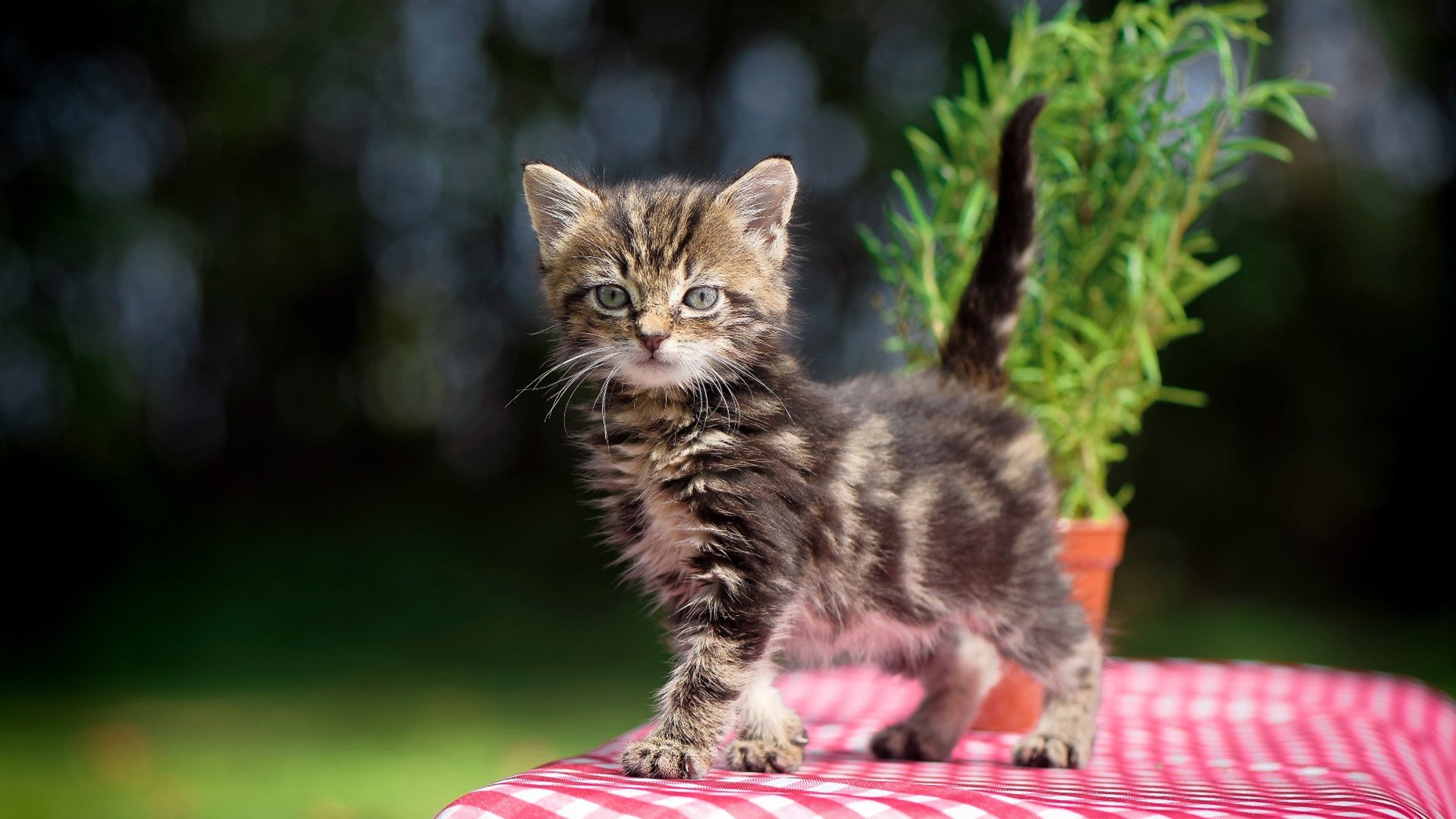 莱奥双响封王!荷兰新势力3-2掀翻巴萨,诺坎普见证权杖更迭