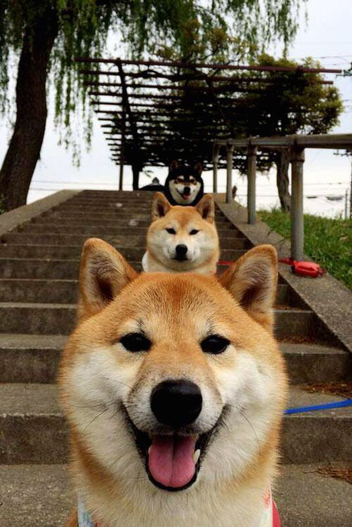 钢之魂 爵之翼,当CBA铁血碰撞NBA魔法