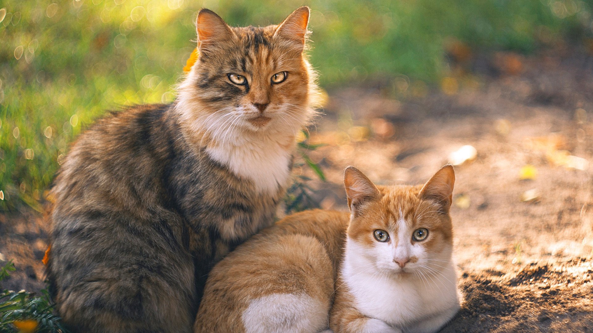 足球没有剧本,当弗拉霍维奇杀死悬念,瑞士撕碎童话