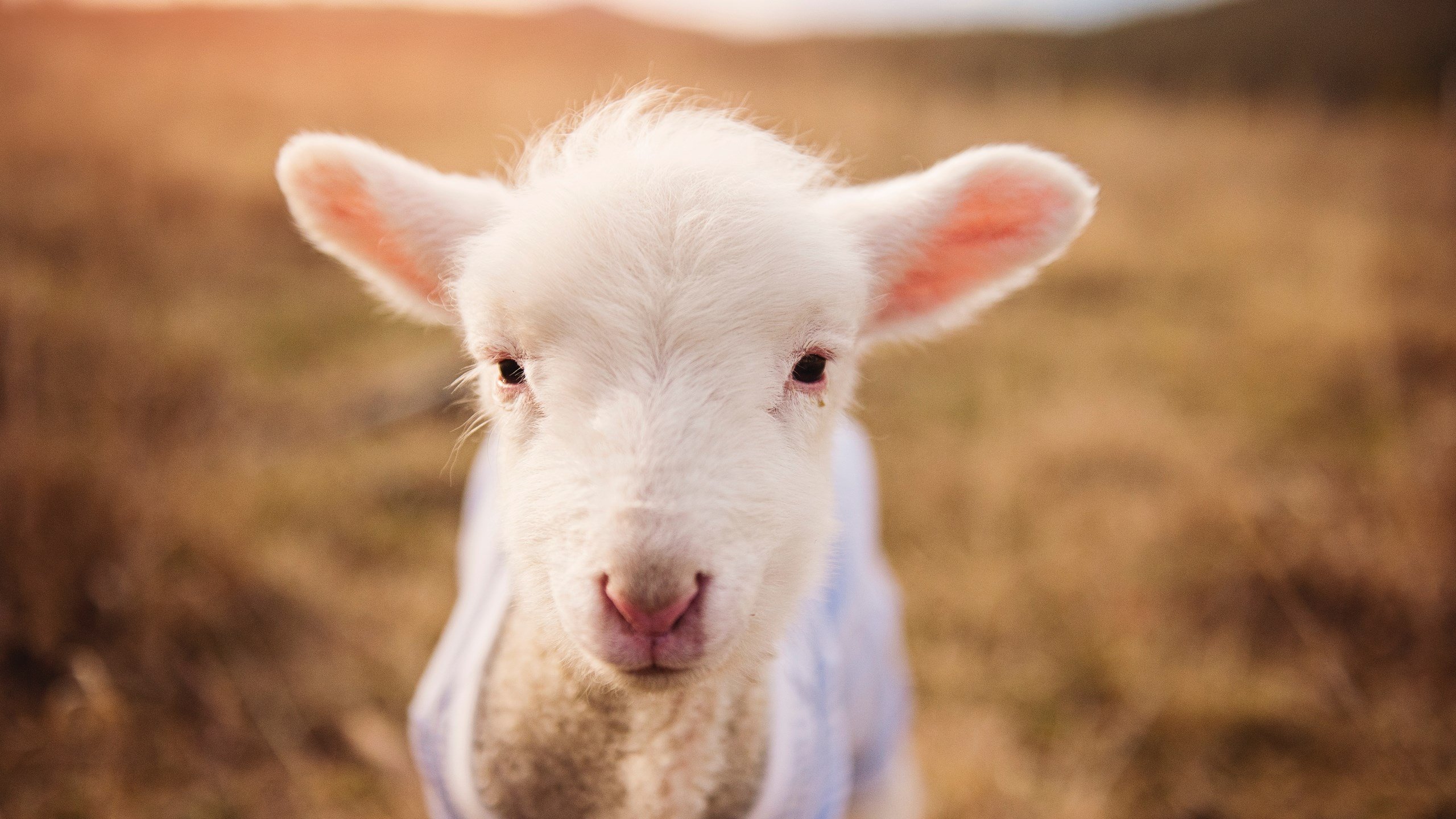 闻香识女人新篇，约基奇，谁在守护篮球的灵魂？