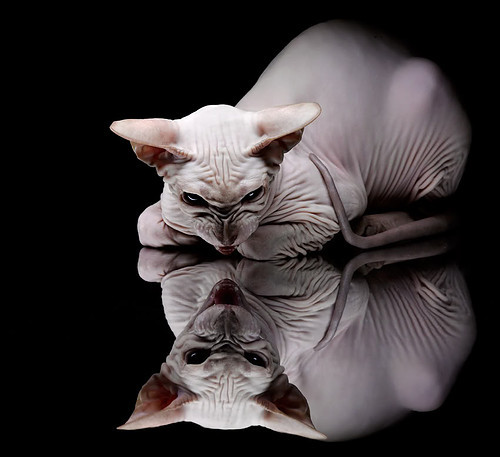 东方星火与安达卢西亚逆袭,久保建英与贝蒂斯的双线传奇