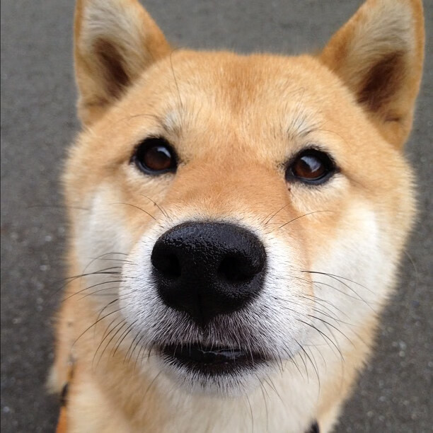 牙买加开局,当棋盘策略吞噬诺坎普,努涅斯在世界排名争夺战中接管比赛