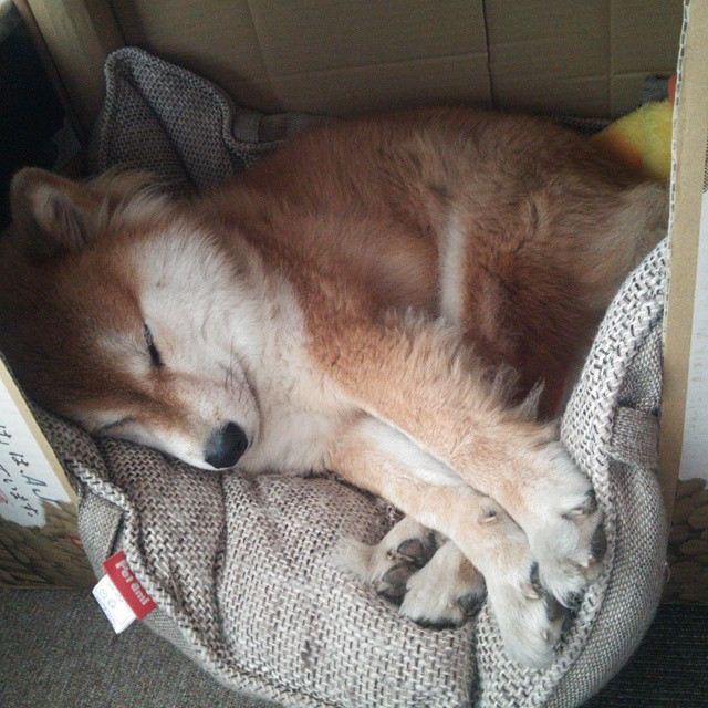 阿拉巴爆发闪耀，那不勒斯稳稳拿下阿尔及利亚强敌