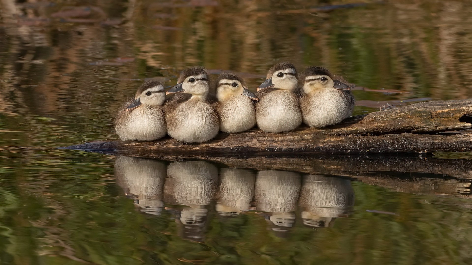 马克西40分孤星闪耀，勇士六人上双团队碾压