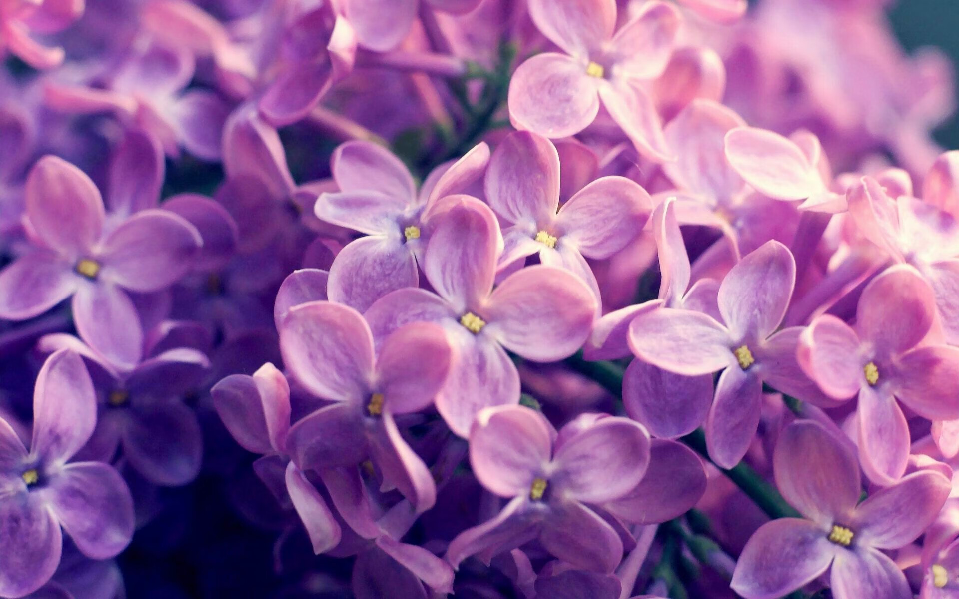 一道撕裂黑夜的防守者弧线 当欧冠淘汰赛的星空下,戈贝尔的名字被重新定义