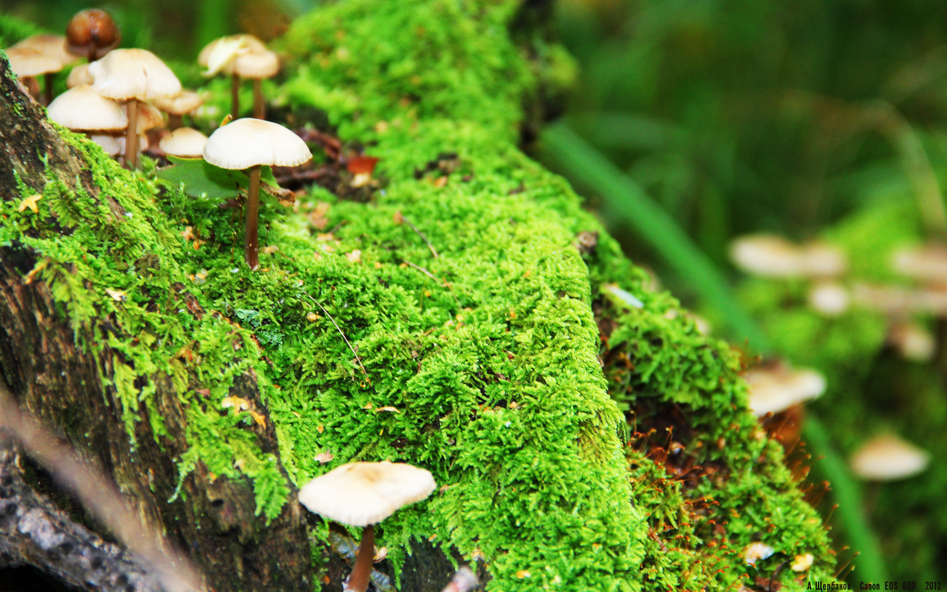 足球探戈，当澳大利亚的野性遇见芬兰的冷静，本泽马式的节奏艺术