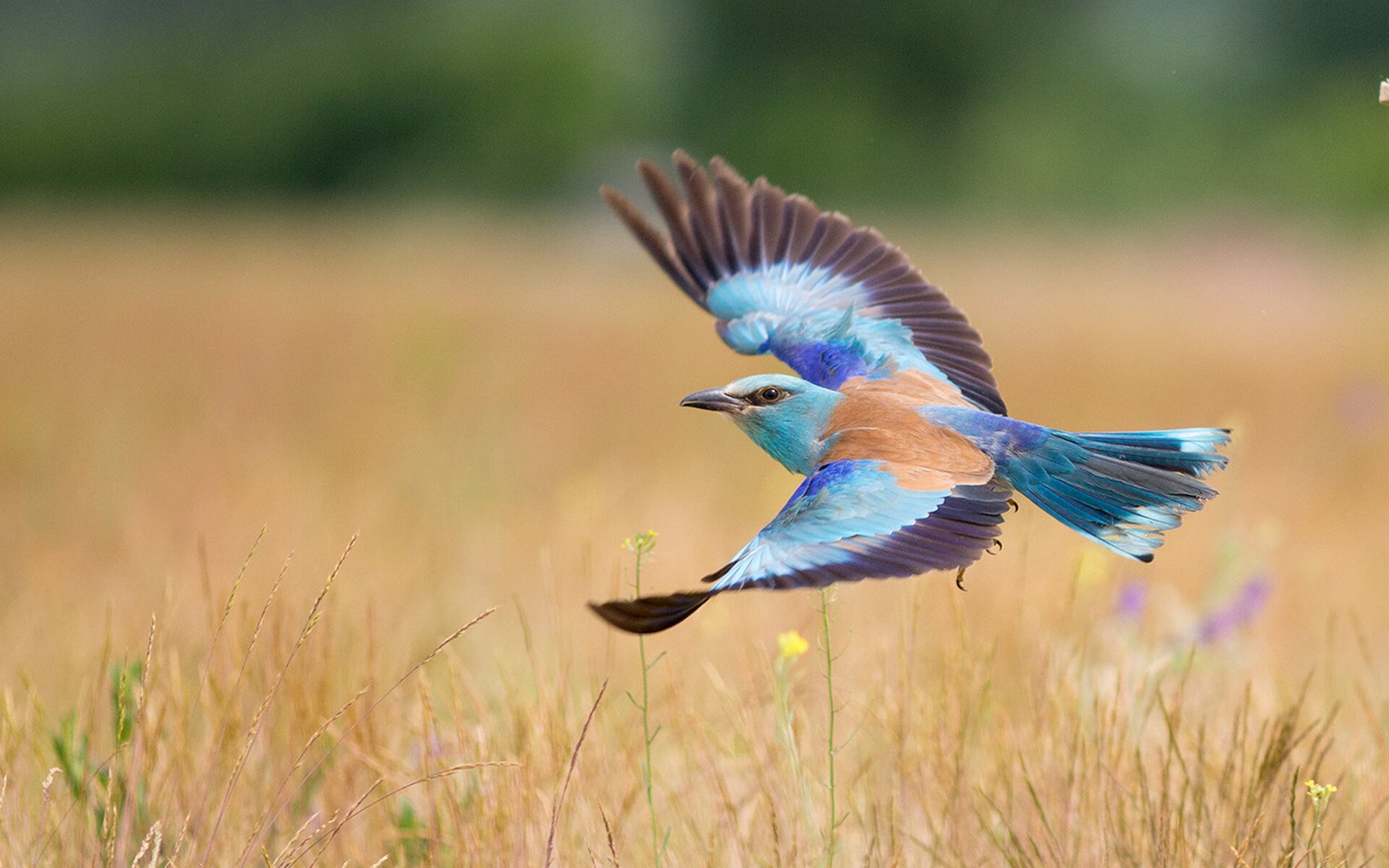 天降神兵！文班亚马29+17统治末节 老鹰队跨洲轻取新疆