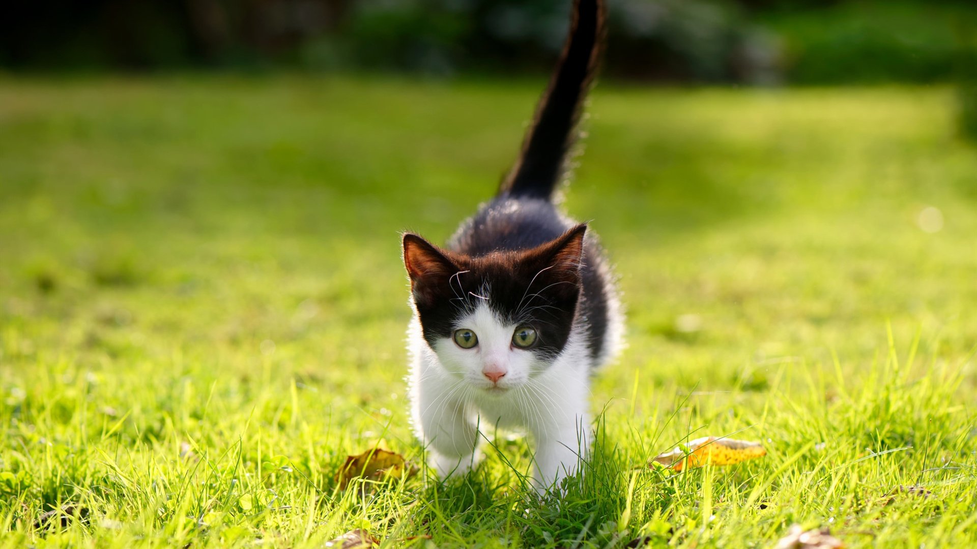 铁砧上的锻造，当班凯罗接过马刺的淬火锤